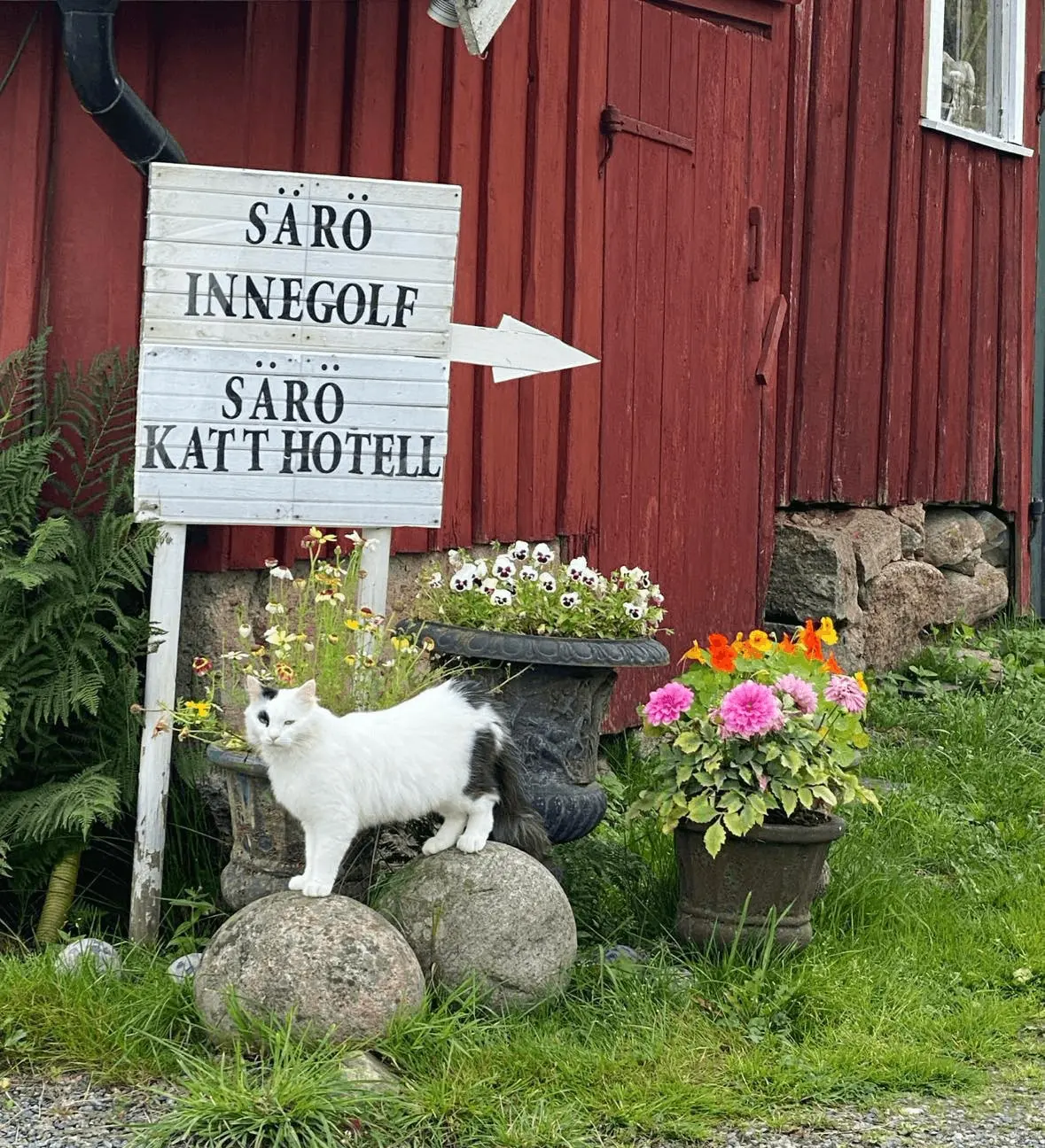 Vit träskylt med texten Särö Innegolf vid den röda ladan, blommor och en vit katt på en sten.
